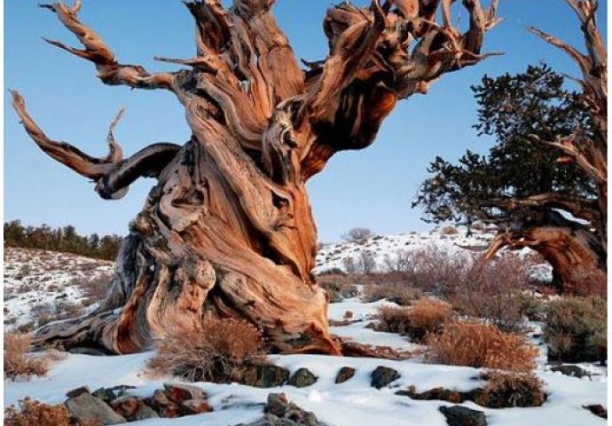 NEVJEROVATNO ! 6 najstarijih živučih stabala na svijetu (FOTO)