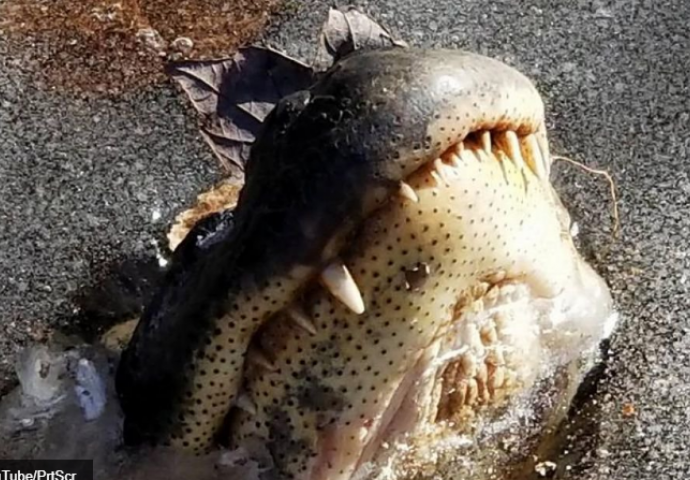 "Zaledili se" kako bi preživjeli: Aligatore led štiti od jake zime