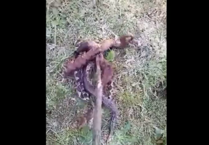 BOSANSKO ČUDO: Četiri zmije poskoka napala Salkana: Evo šta je on uradio  (VIDEO)
