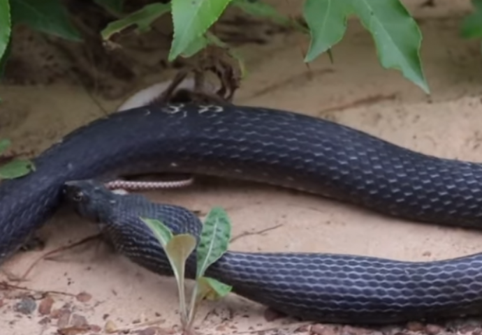 OVO JE ZGROZIO CIJELI SVIJET: Zmija povraća drugu zmiju - ŽIVU (VIDEO)