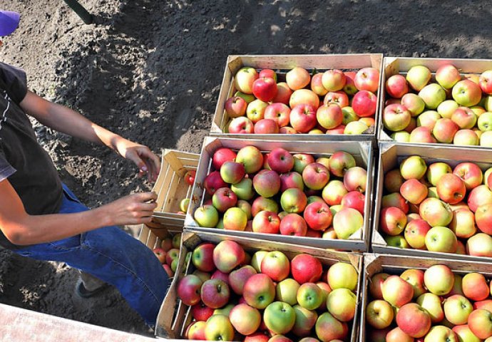  Izvoz jabuka iz BiH u Rusiju od danas je zabranjen
