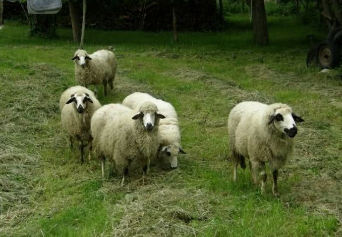 Bratunc: Eutanizirane ovce zaražene brucelozom i Q groznicom