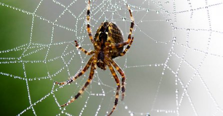 NEĆETE VJEROVATI SVOJIM OČIMA: Evo kakvu mrežu pauk pravi kada je na drogama! (VIDEO)