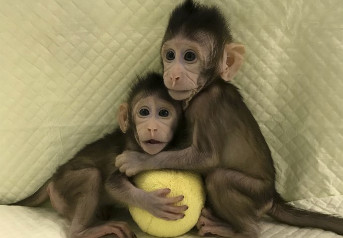 Klonirani prvi majmuni, da li su ljudi sledeći?