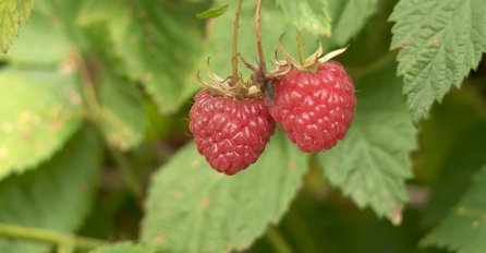 U ZDK isplata poticaja za proizvodnju maline