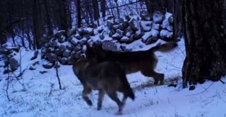 NEVJEROVATAN PRIZOR: Pogledajte iznimno rijetku snimku vukova na Velebitu (VIDEO)