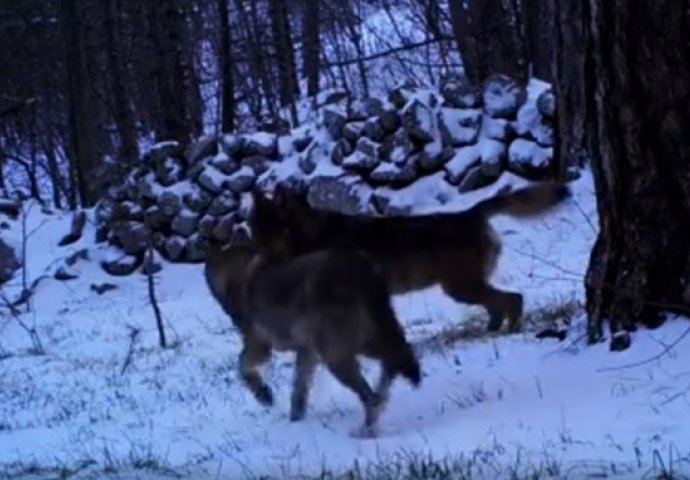 NEVJEROVATAN PRIZOR: Pogledajte iznimno rijetku snimku vukova na Velebitu (VIDEO)