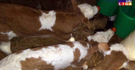 KRAVA OTELILA TRI TELETA, A KAD IM JE VETERINAR REKAO DA DOLAZI I ČETVRTO ZANIJEMILI SU: Neviđeno čudo koje će se prepričavati