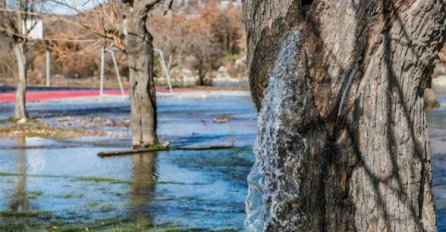 RIJEDAK FENOMEN: Stablo iz kojeg izvire voda