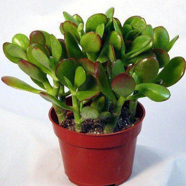 crassula-ovata-jade-plant-friendship-tree-500x500