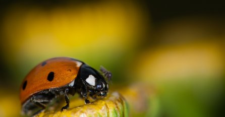 DJEVOJKE, SPREMITE SE: Evo šta znači kada bubamara sleti na vašu ruku, TO JE JASAN ZNAK