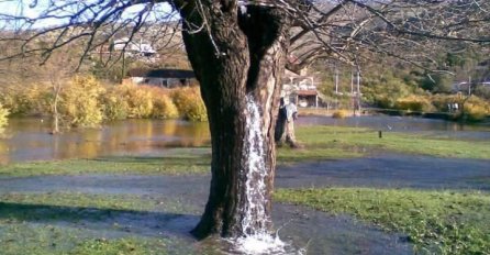 Neobičan fenomen u Crnoj Gori: Stablo iz kojeg izvire voda (VIDEO)