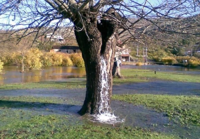 Neobičan fenomen u Crnoj Gori: Stablo iz kojeg izvire voda (VIDEO)