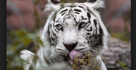 NEOBIČAN PAKET: Mladunče tigra poslano poštom, otkrili ga meksički inspektori 