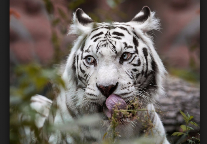 NEOBIČAN PAKET: Mladunče tigra poslano poštom, otkrili ga meksički inspektori 