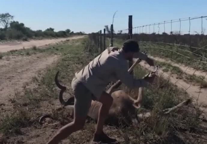 KAKO BISTE VI POSTUPILI? Riskirao je svoj život kako bi spasio životinju u nevolji (VIDEO)