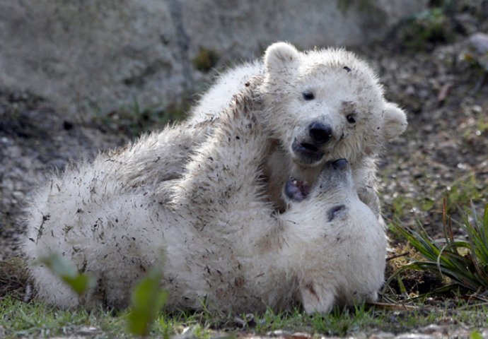 Polarni medvjedi će izumrijeti za 30 godina, a razlog je pretužan!