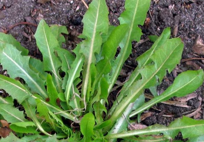 Ako pojedete jedan list ove biljke možete da spasite sebi život: Evo kako se koristi da bi u narednoj minuti mogao djelovati