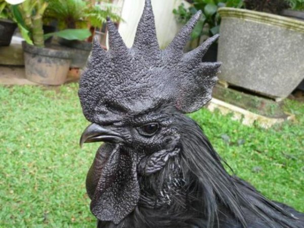 ayam-cemani