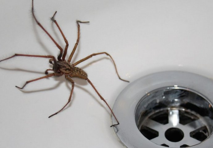 Želite se riješiti pauka i njihove mreže u kući? SAMO NABAVITE OVU BILJKU! 