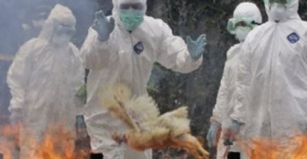 Epidemija ptičje gripe: Ubijeno više od 35 hiljada peradi