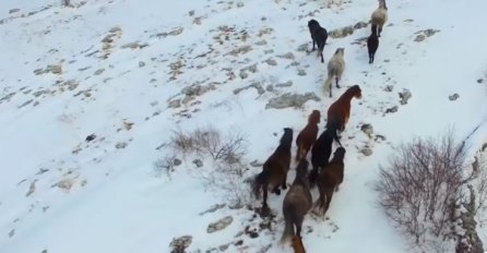 Fantastična snimka hercegovačkih divljih konja u trku na snijegu (VIDEO)