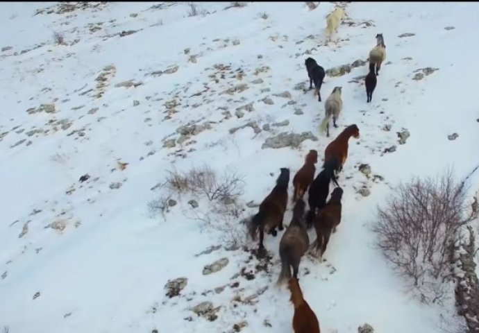 Fantastična snimka hercegovačkih divljih konja u trku na snijegu (VIDEO)