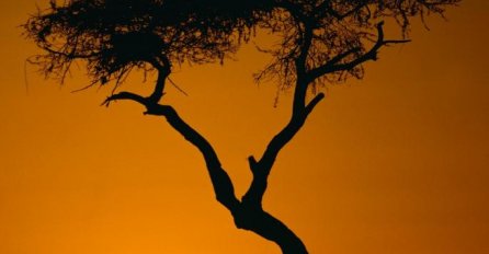 IZABERI JEDNO DRVO I OTKRIJ ŠTA TE ČEKA OVE GODINE: Svima je pogodilo, ako ste izabrali BAŠ OVO DRVO - NEMAMO DOBRE VIJESTI