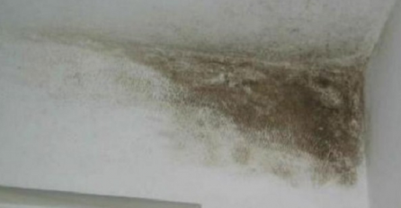 Nanijela je ovu SMJESU na zidove pune BUĐI: Poslije samo nekoliko poteza ostali su ČISTI KAO tek OKREČENI!