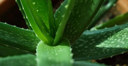 TRI NAJMOĆNIJE SOBNE BILJKE: Čiste vazduh, donose pozitivnu energiju, čuvaju zdravlje - DA LI IH IMATE U DOMU?