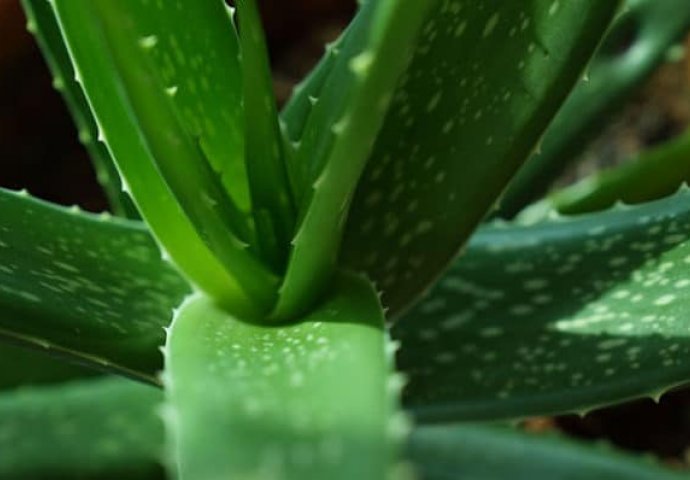 TRI NAJMOĆNIJE SOBNE BILJKE: Čiste vazduh, donose pozitivnu energiju, čuvaju zdravlje - DA LI IH IMATE U DOMU?