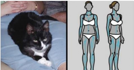 Evo se događa sa vašim tijelom SVAKI PUT kad vam mačka legne na stomak i počne da prede!