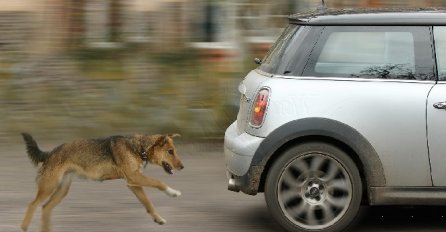 Znate li zašto psi laju i jure auta: Evo koji je stvarno razlog, mi smo iznenađeni