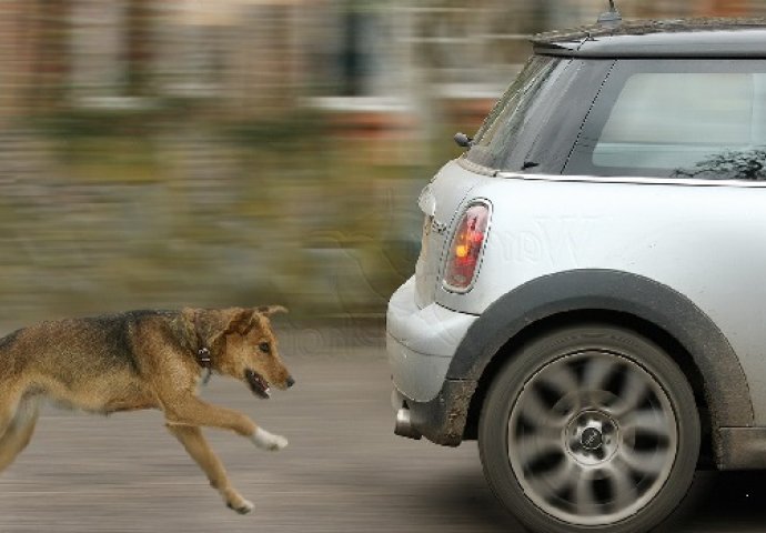 Znate li zašto psi laju i jure auta: Evo koji je stvarno razlog, mi smo iznenađeni