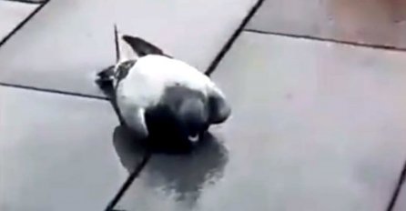 STANOVNICI HRVATSKE U PANICI: Jezivi prizori na ulicama, s krovova padaju mrtvi golubovi