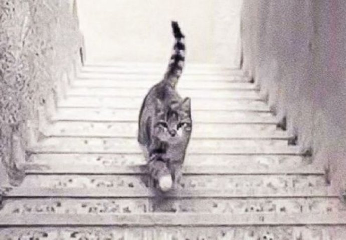 Pogledajte sliku i kažite ide li mačka UZ ili NIZ stepenice: Odgovor otkriva BITNU ISTINU O VAMA, NAMA JE POGODILO!