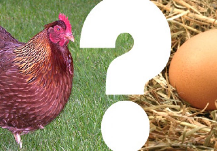 DA LI ZNATE? Šta je starije - kokoška ili jaje: Napokon otkriven tačan odgovor na vječito pitanje