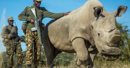 IZUMIRANJE VRSTE PRED NAŠIM OČIMA: Uginuo posljednji mužjak sjevernog bijelog nosoroga, na svijetu postoje još samo dvije ženke