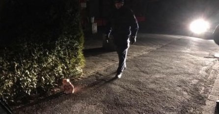 Njemačka: Pred ulazom džamije ostavljena svinjska glava