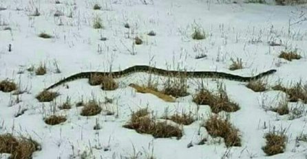 HOROR U HRVATSKOJ: Dok se bore sa poplavama i snijegom zmije okupirale grad, ulaze u kuće, stanovnici u strahu 
