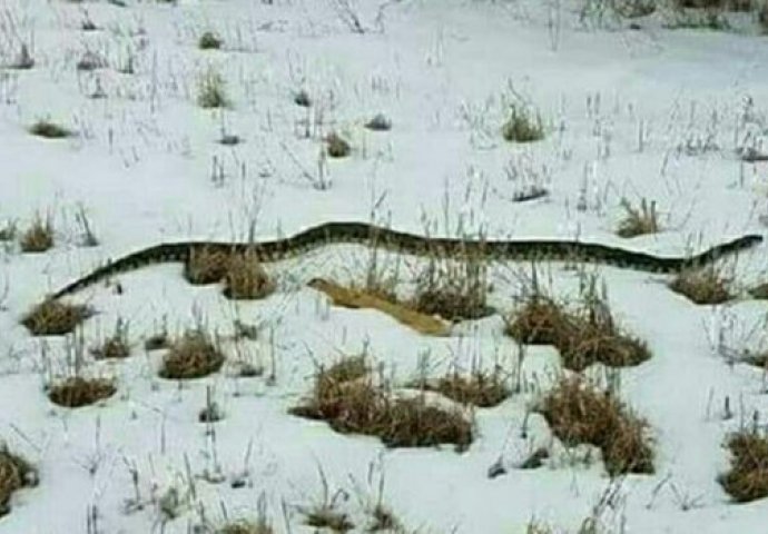 HOROR U HRVATSKOJ: Dok se bore sa poplavama i snijegom zmije okupirale grad, ulaze u kuće, stanovnici u strahu 
