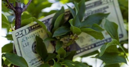 ZOVU JE 'DRVO NOVCA': Pogledajte gdje trebate staviti OVU BILJKU i novčanik će vam biti pun para!