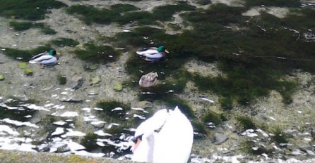 Počinje eko kampanja čišćenja rijeke Bosne