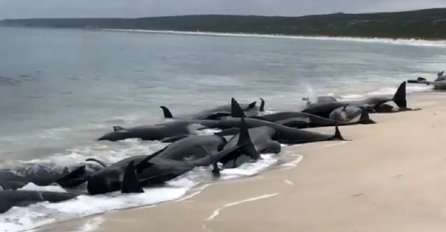 Na australskoj obali nasukalo se 150 kitova, u toku operacija spašavanja (VIDEO)