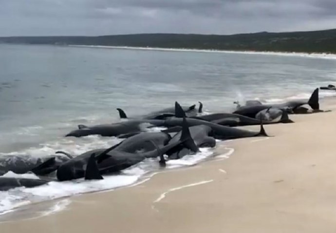 Na australskoj obali nasukalo se 150 kitova, u toku operacija spašavanja (VIDEO)