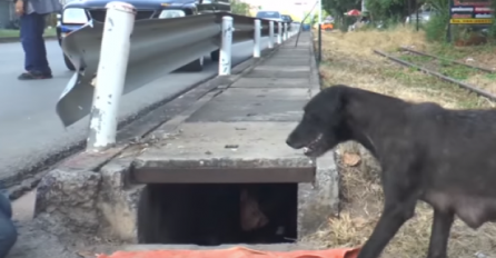 Punih 48 sati, ova kuja je sjedila kraj rupe: Kad vidite razlog ZANIJEMIT ĆETE (VIDEO)