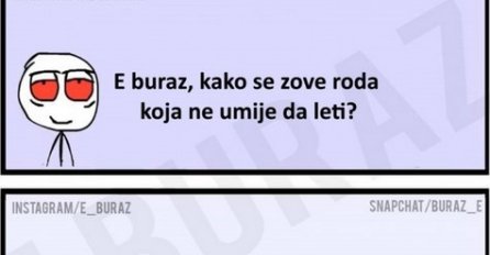 E buraz, kako se zove roda koja ne umije da leti?