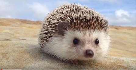 AKO VAM SE U DVORIŠTU POJAVIO JEŽ, MOŽETE MIRNO SPAVATI: Evo zašto je to dobra vijest za vas!