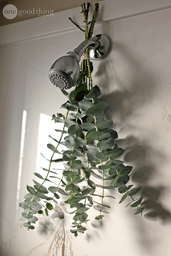 eucalyptus-in-shower-close