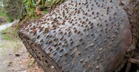 IZNENADIO SE KADA JE VIDIO DRVO PREKRIVENO KOVANICAMA: Približio se i otkrio jezivu tajnu o njemu!